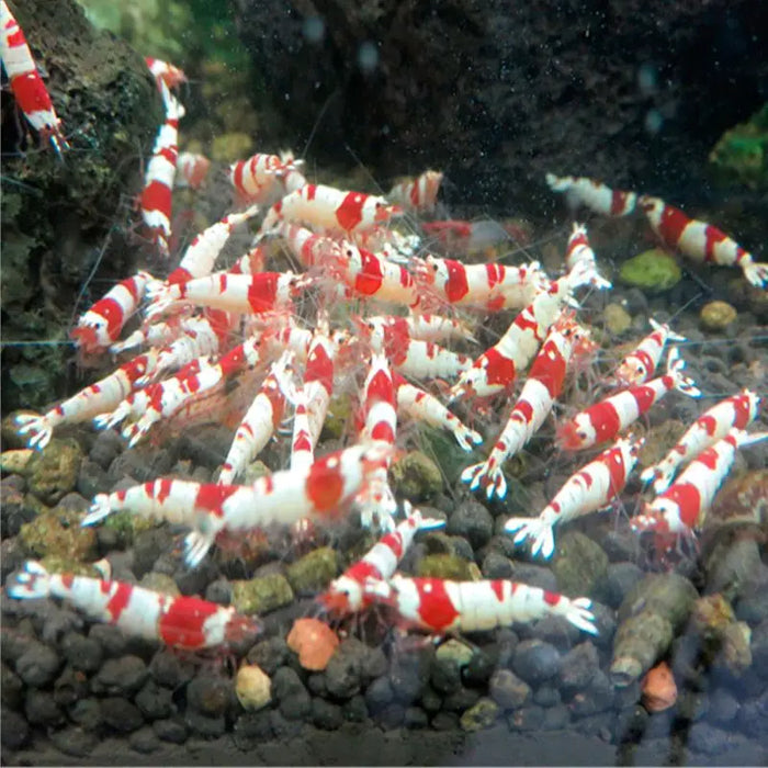 AquaBites Small Tropical Fish Food Pellets