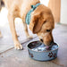 Bella Dog Bowls- Stainless Steel Dog & Cat Bowls - Spill Proof Dog Food Bowl, Cat Bowl, Puppy Essentials & Pet Supplies 