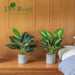 2 Pack 16" Indoor Fake Plants for Desk Shelf Bathroom Decor