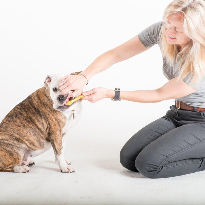 Tartar Control Dog Dental Kit, Beef Flavor, 3-Piece