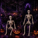 2 Pack 36" Halloween Skeleton Decorations,Human Bones for Halloween Party with Movable Joints,for Haunted Houses, Front Lawn, Graveyard Props