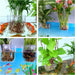 2 Pack Clear Aquarium Plant Holder Top Hanging Fish Tank Plant Holders