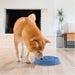 Medium Slow-Feeder Pet Bowl