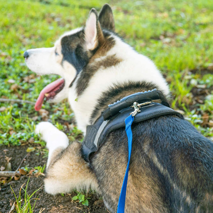 Dog/Puppy Obedience Recall Training Agility Lead - 15ft 20ft 30ft 50ft 100ft Training Leash - Great for Play, Camping, or Backyard - Black 20ft