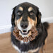 Strong Chew Ring Dog Toy, Chew Toy Made with Real Beef & Chicken
