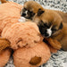 Snuggle Puppy Heartbeat Toy, Calming Comfort, Medium Breeds - Biscuit