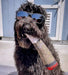 Doggy Doobie - Funny Dog Toys - Plush Squeaky Toys for Medium, Small and Large - Cool Stuffed for Dog Birthday