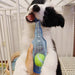 Dog Chew Toy Bite-Resistance Beer Bottle with Tennis Ball Toy Pet Puppy Teeth Grinding Dog Chewing Squeaky Interactive Toys