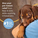 Flea and Tick Shampoo for Dogs and Cats, 16 oz