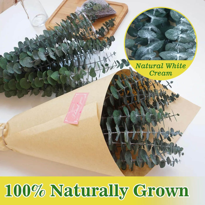 11 PCS Real Dried Eucalyptus Stem for Shower & Bathroom Decor