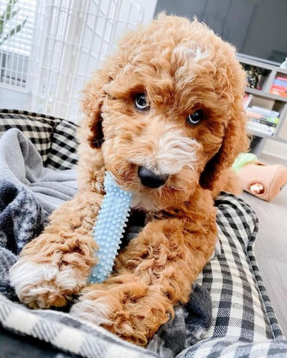 New Puppy Starter Kit, Puppy Teething Toys, 3 Pack, Blue