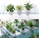 Telescoping Aquarium Plant Holder with 3 Sponge Cups