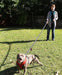 6 ft Reflective Dual-Handle Dog Leash — Black