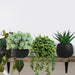 Set of 3 Artificial Succulent Plants in Black Concrete Pots Faux Aloe Hops String of Pearls Potted Plants Small Fake Pla