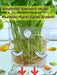 2 Pack Clear Aquarium Plant Holder Top Hanging Fish Tank Plant Holders