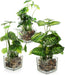 Set of 3 Small Assorted Artificial Plants in Clear Glass Pot