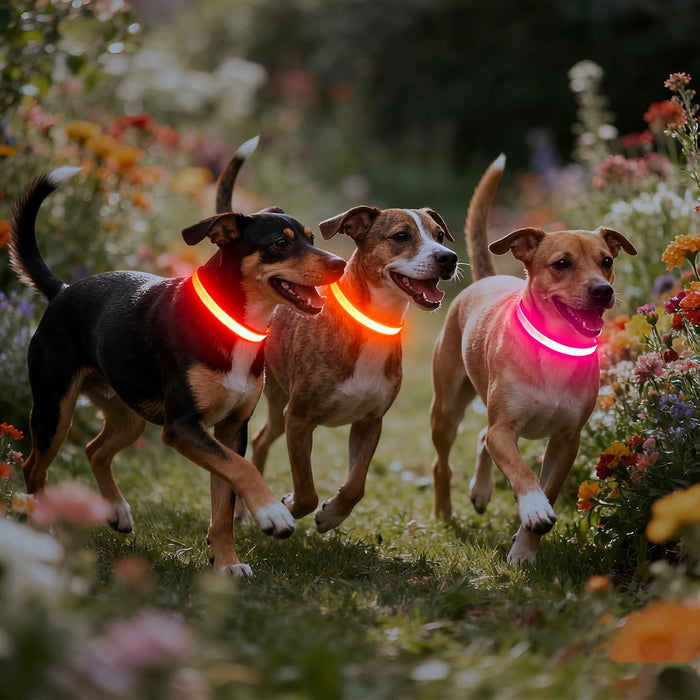 LED Dog Collar, Light Up Dog Collar Adjustable USB Rechargeable Super Bright Safety Light Glowing Collars for Dogs(Medium,Red)