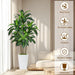 6FT Artificial Dracaena Tree with Tall White Planter, Floor Plant