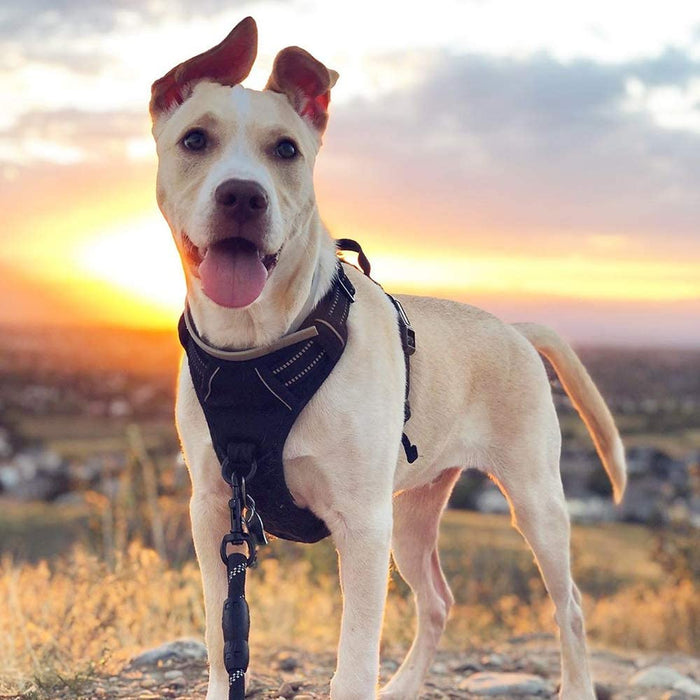 Dog Harness, No Pull for Large Dogs with 2 Leash Clips, Pet Vest