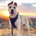 Dog Harness, No Pull for Large Dogs with 2 Leash Clips, Pet Vest