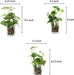 Set of 3 Small Assorted Artificial Plants in Clear Glass Pot