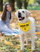 Adopt Me Foster Dog Bandana Scarf, Funny Adopt Me Bandanas for Dogs