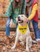 Adopt Me Foster Dog Bandana Scarf, Funny Adopt Me Bandanas for Dogs