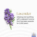 - Extra Rich Scented Incense Sticks - Non-Toxic 10” Slow Burn Aromatic Sticks - Lavender - 100 Pack