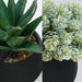 Set of 3 Artificial Succulent Plants in Black Concrete Pots Faux Aloe Hops String of Pearls Potted Plants Small Fake Pla
