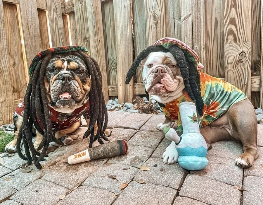 Doggy Doobie - Funny Dog Toys - Plush Squeaky Toys for Medium, Small and Large - Cool Stuffed for Dog Birthday