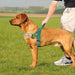 No Pull Dog Harness with Soft Padded Handle,Reflective Strip Escape Proof and Quick Fit to Adjust Harness,Easy for Training Walking for Small & Medium and Large Dogs(Green,L)