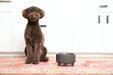 Uplift Ceramic Dog Bowl for Small Medium and Large Breeds - Heavyweight and Durable Pet Food and Water Dish Crock, Dishw