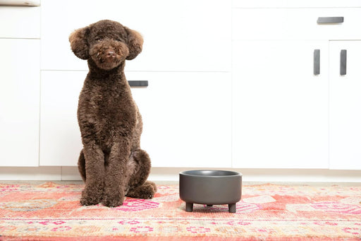 Uplift Ceramic Dog Bowl for Small Medium and Large Breeds - Heavyweight and Durable Pet Food and Water Dish Crock, Dishw