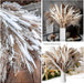 Dried Pampas Grass Decor 60 Pcs DIY Boho Natural Dried Flower Decor Pompous Dried Plants Bouquet for Wedding Vase Home Floral Arrangements