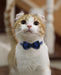 Breakaway Cat Collar with Cute Bow Tie and Bell, Plaid Patterns, 1 Pack Girl Boy Kitty Safety Collars, Blue