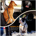 Dog Seat Belt, 2 Pack Adjustable Pet Car Seatbelt High Elasticity Bungee Safety Belt Connect to Dog Harness in Vehicle Car Trip for Small Medium Large Dogs Daily Use