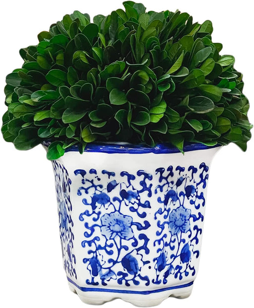7" Preserved Natural Boxwood in Ceramic Pot - Plant and Table Centerpiece - Stunning Greenery and Plant Decor for Home - Blue & White (Small 7" Tall Topiary)