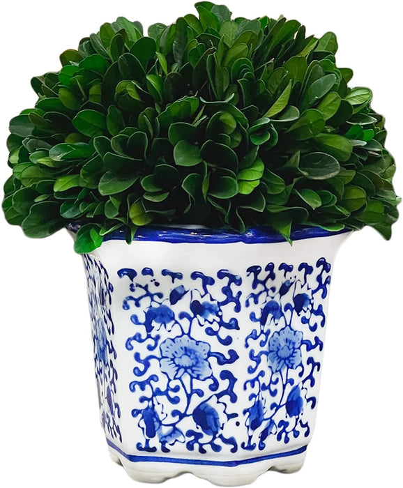 7" Preserved Natural Boxwood in Ceramic Pot - Plant and Table Centerpiece - Stunning Greenery and Plant Decor for Home - Blue & White (Small 7" Tall Topiary)