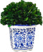 7" Preserved Natural Boxwood in Ceramic Pot - Plant and Table Centerpiece - Stunning Greenery and Plant Decor for Home - Blue & White (Small 7" Tall Topiary)