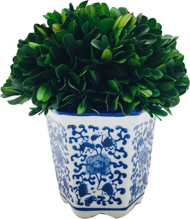 7" Preserved Natural Boxwood in Ceramic Pot - Plant and Table Centerpiece - Stunning Greenery and Plant Decor for Home - Blue & White (Small 7" Tall Topiary)