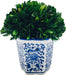 7" Preserved Natural Boxwood in Ceramic Pot - Plant and Table Centerpiece - Stunning Greenery and Plant Decor for Home - Blue & White (Small 7" Tall Topiary)