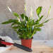 200-Pack 4 Inch Plastic Plant Nursery Pots Come with 200 Pcs Plant Labels, Seedling Flower Plant Container and Seed Starting Pots