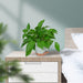 Plant Pots 7/6.5/6/5.5/5 Inch Self Watering Planters for Indoor Plants with Drainage Hole, Nursery Planting Pot Plastic Flower Pot for Succulents, African Violet (Green)