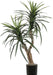 Everyday 4' Artificial Marginata Bush in a Black Plastic Pot - Lifelike Home Office Decor - Faux Indoor Potted Bush