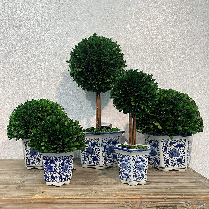7" Preserved Natural Boxwood in Ceramic Pot - Plant and Table Centerpiece - Stunning Greenery and Plant Decor for Home - Blue & White (Small 7" Tall Topiary)