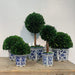 7" Preserved Natural Boxwood in Ceramic Pot - Plant and Table Centerpiece - Stunning Greenery and Plant Decor for Home - Blue & White (Small 7" Tall Topiary)