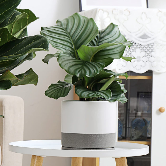 6Inch Modern Cylinder Matte Ceramic Planter Pot with Drainage Hole and Saucer , Planter Pot for Indoor Outdoor Plants Flowers , White/Gray