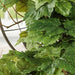 Grape Leaf Cascading Artificial Ivy Vine Bush Greenery - Indoor/Outdoor Tuscany Vineyard Winery Hanging Grape Leaves Plant for Home Porch or Patio Decor (39" L)