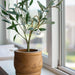 Suncatcher - Plant Suncatcher, Gold Shepherds Hook with Single Hanging K9 Crystal Prism, 6.3X2.2