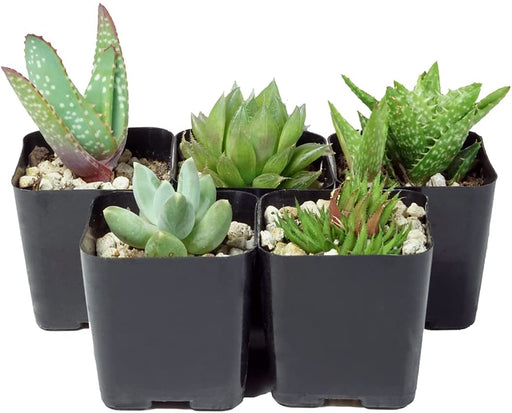 Black Square Flower Nursery Pots for Starting Seedlings, Succulents, or Cacti - 2" X 2", Pack of 100 + Thcity Stakes